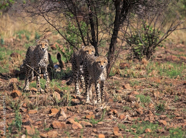 Obraz Three cheetah on the prowl