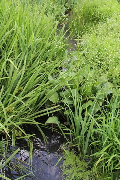 Fototapeta A stream of water surrounded by tall grass