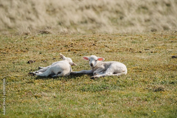 Obraz sheep and lamb