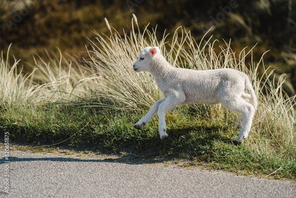 Obraz sheep on the grass