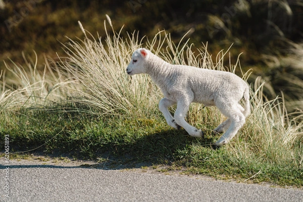Obraz jumping lamb