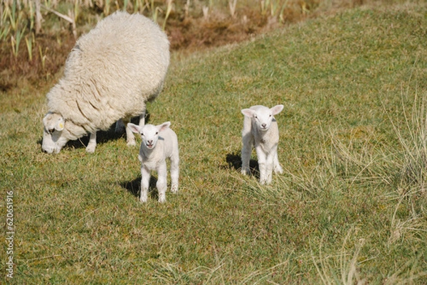Obraz sheep and lamb