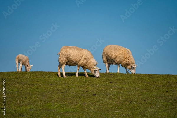 Obraz sheep in the field