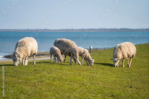 Obraz sheep and lambs