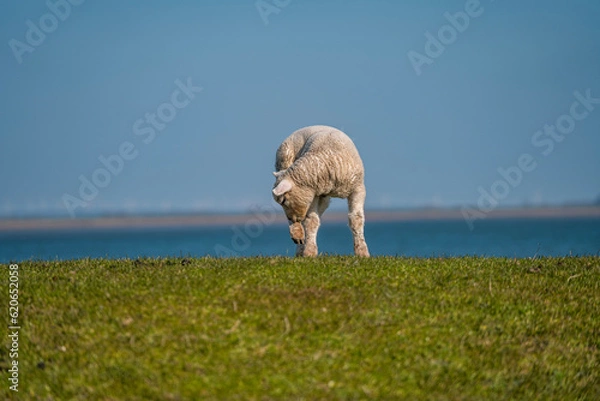 Obraz sheep in the field