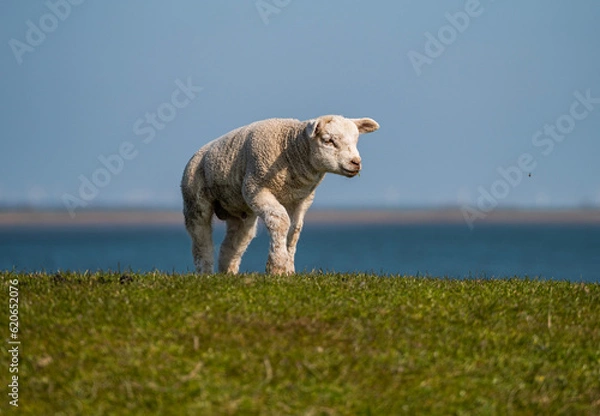 Obraz Schaf auf dem Deich