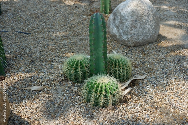 Fototapeta Prickly cactus in many pots.