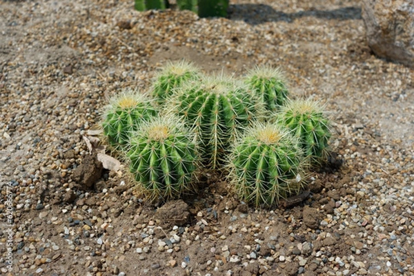 Fototapeta Prickly cactus in many pots.