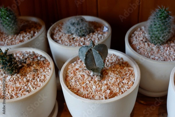 Fototapeta Prickly cactus in many pots.