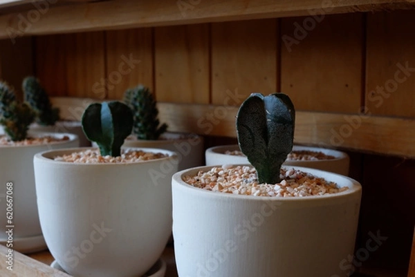 Fototapeta Prickly cactus in many pots.