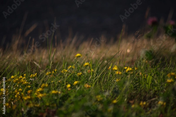 Obraz beautiful flower background . screensaver