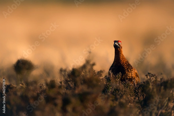 Fototapeta Red Grouse at Sunset