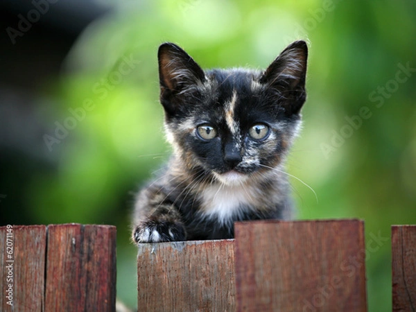 Fototapeta Kitten Portrait