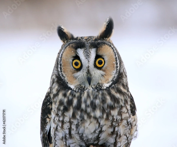 Obraz Long-eared Owl Face-to-Face