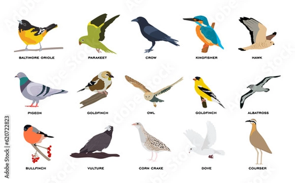 Obraz Big vector set of birds in flat style. Collection of different birds flying sitting isolated on white background. Colorful cartoon group of bird with names. Animals vector illustration