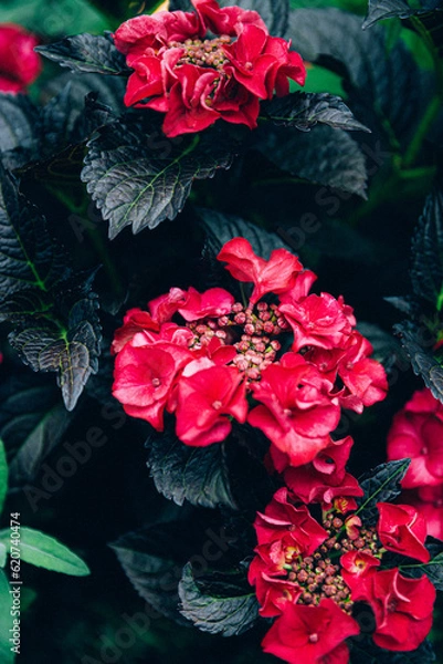 Obraz 赤い紫陽花