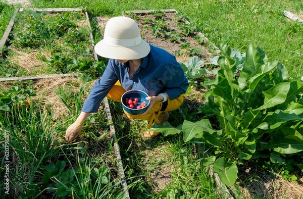 Fototapeta Woman in hat picking strawberries. Field with strawberry harvest, farmer picking strawberries, organic farming concept