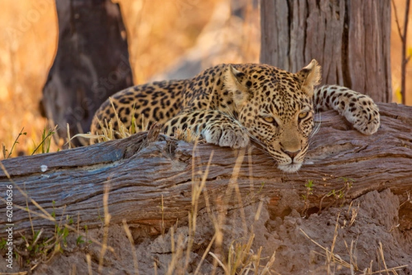 Obraz Leopard Resting on Tree