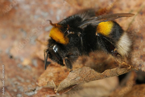 Obraz Bombus terrestris
