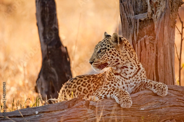 Obraz Leopard Resting on Tree