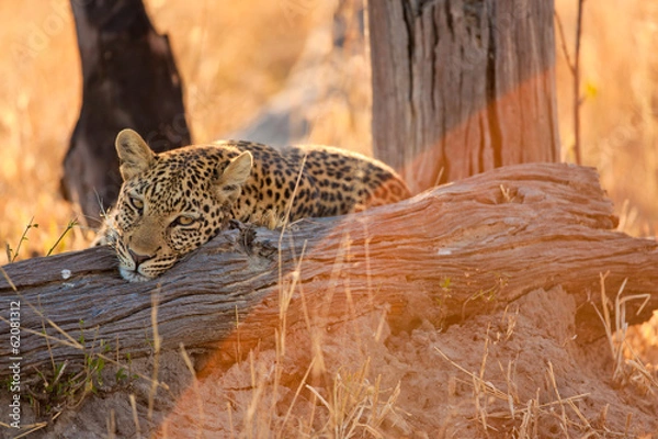 Obraz Leopard Resting on Tree