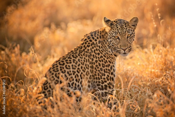 Obraz Leopard at Sunset