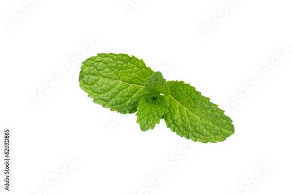 Obraz Mint leaf isolated on transparent background.
