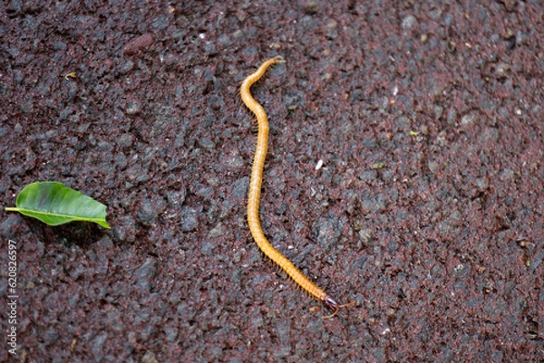 Fototapeta 石垣島のムカデ