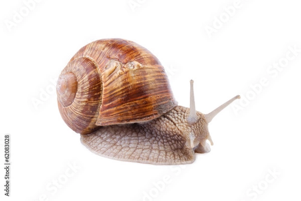 Fototapeta Garden Snail - Helix pomatia