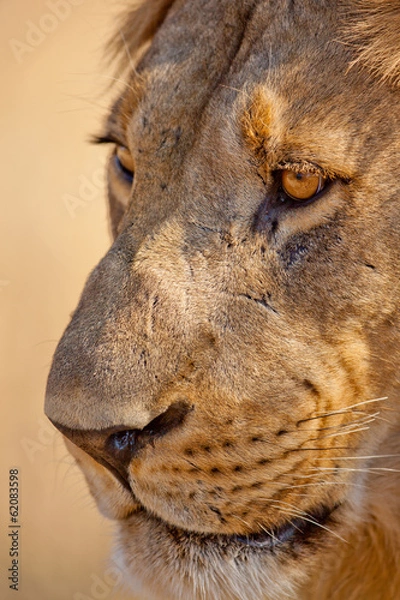 Obraz Portrait of a Lion