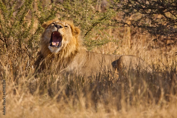 Fototapeta Lion Roaring