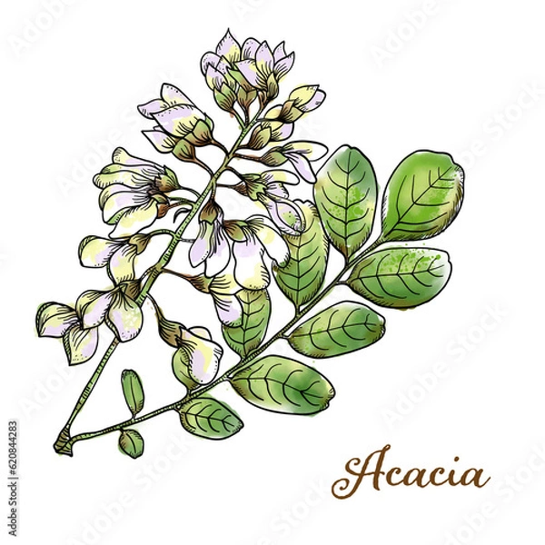 Fototapeta Artistic botanical hand-drawn watercolor Acacia blossoms and leaves for herbarium on a white background. High resolution Jpeg.