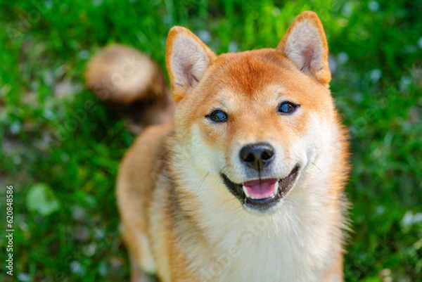 Fototapeta A dog of the Shiba Inu breed looking up into the camera with a smile on its muzzle against a background of green grass