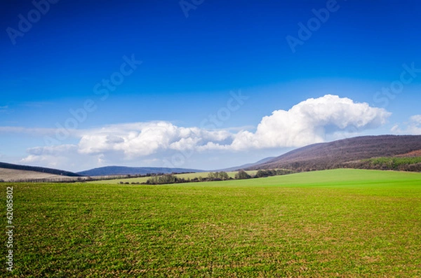 Obraz green field and blue sky