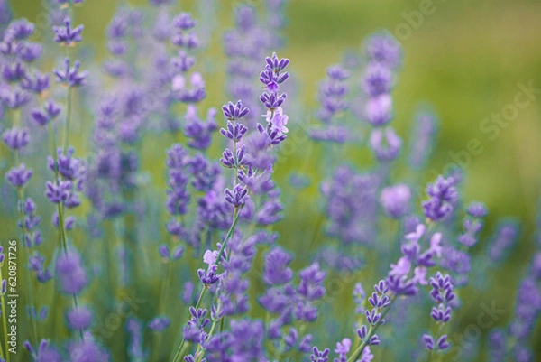 Fototapeta Selective focus on purple lavender flowers on blur background. Lavender field under the sunset in summer