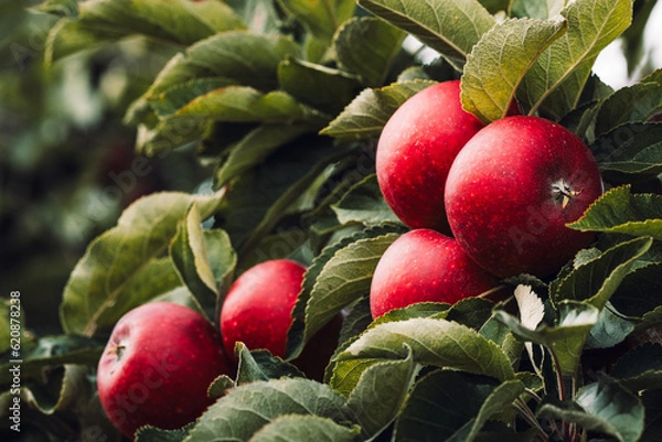 Obraz Red apples on tree ready to be harvested. Ripe red apple fruits in apple orchard. Selective focus