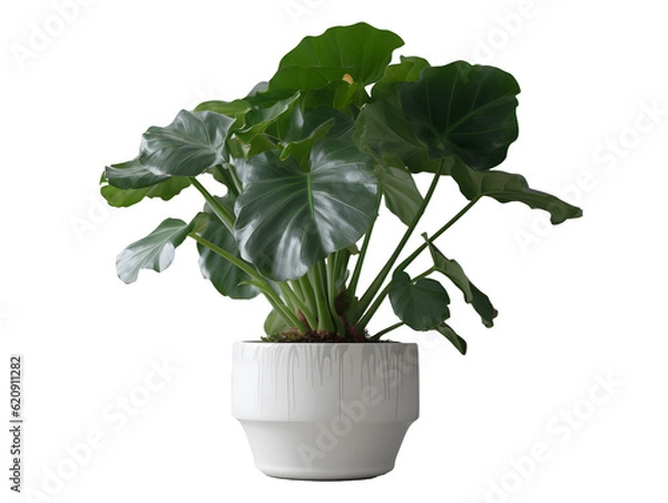 Fototapeta 鉢植え観葉植物の美しさ（切り抜き） No.076  Beauty of potted houseplants (clipping) Generative AI