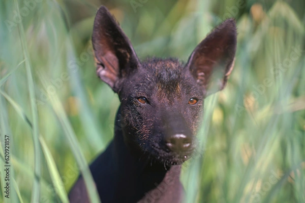 Fototapeta The portrait of a cute Xoloitzcuintle (Mexican hairless dog) posing outdoors in a green grass in summer