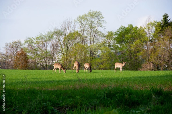 Fototapeta 草原でエサを食むエゾシカの群れ
