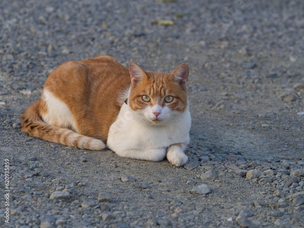 Fototapeta ねこ 000229