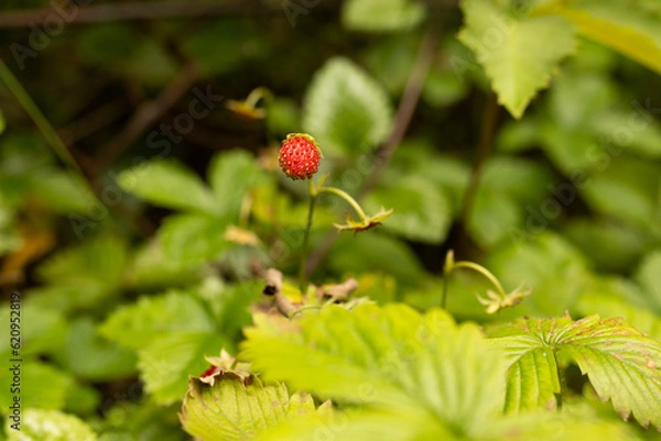 Fototapeta dojrzewająca na krzaku czerwona poziomka