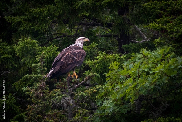 Fototapeta Eagle perched in a tree
