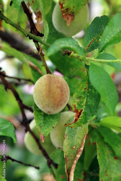 Fototapeta Peach just starting to change colour in late Spring, Devon, England
