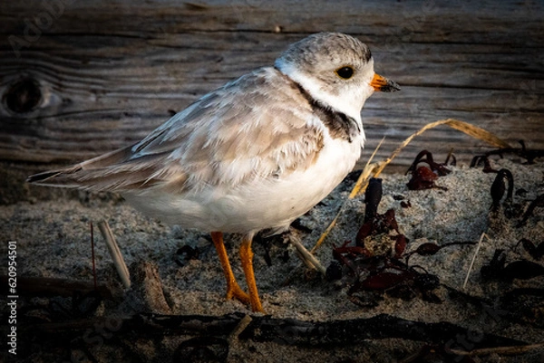 Fototapeta Piping plover