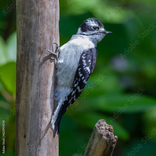 Fototapeta bird on a tree