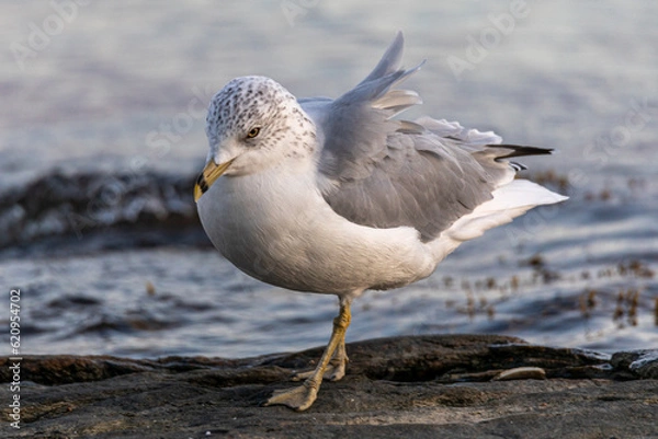 Fototapeta seagull on a rock