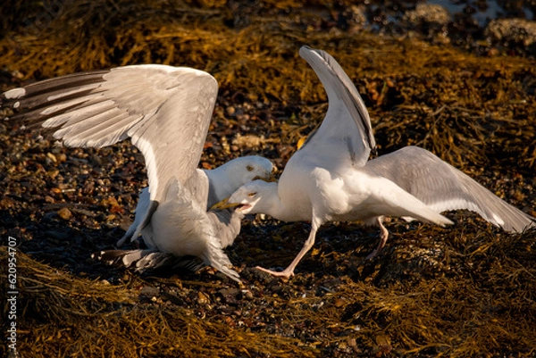 Fototapeta seagull fight