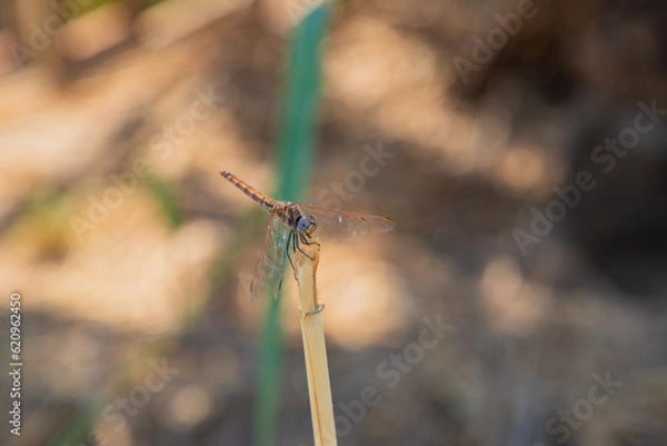 Obraz Macro photo of a dragonfly in nature
