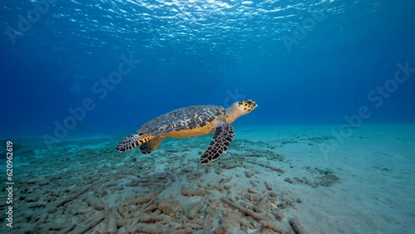 Obraz A Loggerhead Sea Turtle gracefully swims through the vibrant coral reef surrounding the enchanting island of Curacao in the Dutch Antilles.