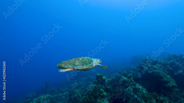 Obraz A Loggerhead Sea Turtle gracefully swims through the vibrant coral reef surrounding the enchanting island of Curacao in the Dutch Antilles.
